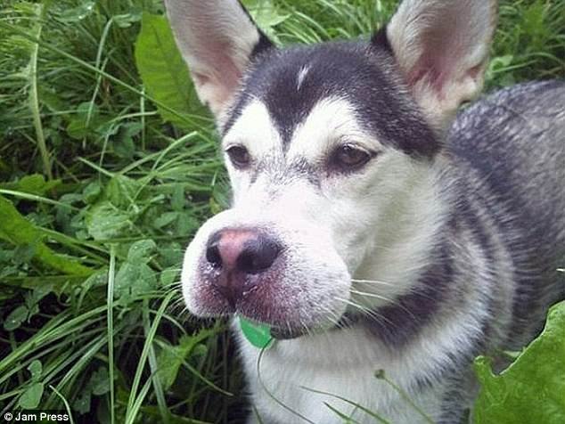 Εικόνες πόνου και γέλιου: Οι πρησμένες μουσούδες σκύλων που τους τσίμπησαν μέλισσες [εικόνες] | iefimerida.gr 7