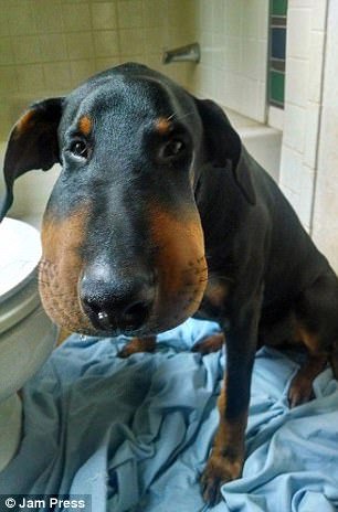 Εικόνες πόνου και γέλιου: Οι πρησμένες μουσούδες σκύλων που τους τσίμπησαν μέλισσες [εικόνες] | iefimerida.gr 0