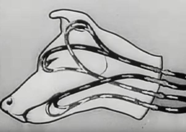 Απίστευτο βίντεο: Οταν Σοβιετικοί επιστήμονες ανέστησαν το κομμένο κεφάλι ενός σκύλου [εικόνες & βίντεο]  | iefimerida.gr 0