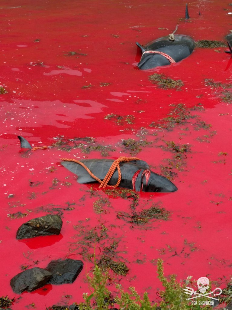 Η θάλασσα βάφτηκε κόκκινη βόρεια της Βρετανίας -Φρίκη από την ομαδική σφαγή 622 δελφινιών και φαλαινών [εικόνες] | iefimerida.gr 5