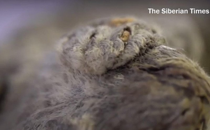 Το Jurassic Park γίνεται πραγματικότητα; Βρήκαν λιοντάρι των σπηλαίων και θέλουν να το κλωνοποιήσουν [εικόνες]  | iefimerida.gr 0