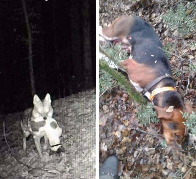 Ξάνθη: Λύκοι κατασπαράζουν κυνηγόσκυλα [σκληρές εικόνες] | iefimerida.gr 0