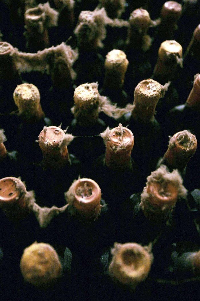 Το μεγαλύτερο κελάρι του κόσμου είναι... πόλη –Φιλοξενεί 2 εκατ. μπουκάλια κρασιού! [εικόνες & βίντεο]  | iefimerida.gr 1