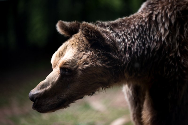 Πέθανε ο Μήτσος ο «δραπέτης»- Η γηραιότερη αρκούδα στο καταφύγιο Αρκτούρος [εικόνες] | iefimerida.gr 2