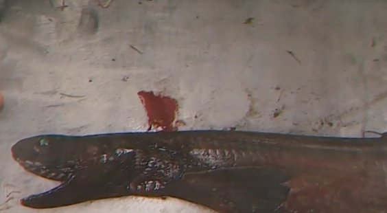 Πορτογαλία: Επιασαν «προϊστορικό» καρχαρία -Από την εποχή των δεινοσαύρων [εικόνες] | iefimerida.gr 0