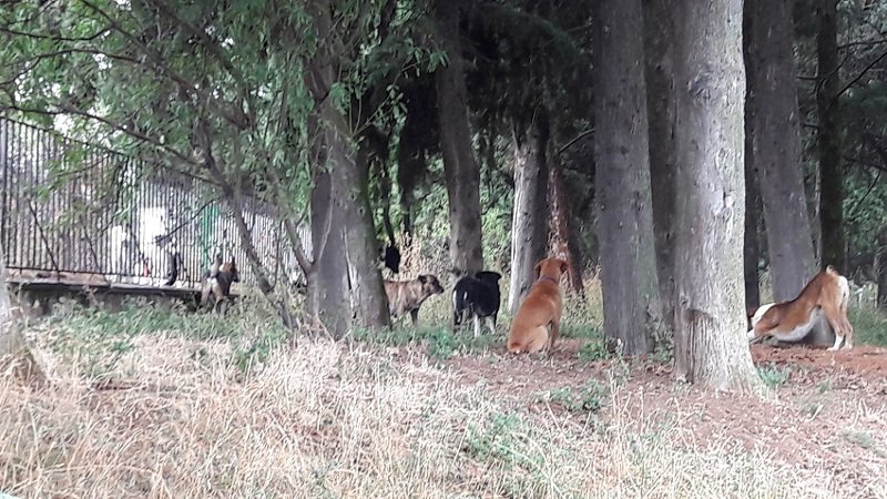 ΠΟΕΔΗΝ: Αγέλες σκύλων επιτίθενται στους εργαζόμενους στο νοσοκομείο του Κιλκίς [εικόνες]  | iefimerida.gr 0