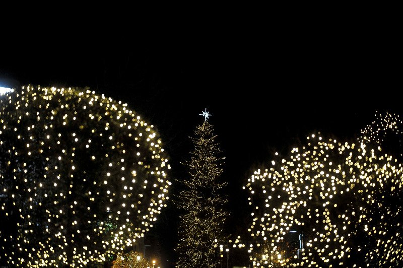 Οντως εντυπωσιακό! Το ψηλότερο φυσικό δέντρο της Ελλάδας στολίστηκε στα Τρίκαλα! [εικόνες] | iefimerida.gr 15