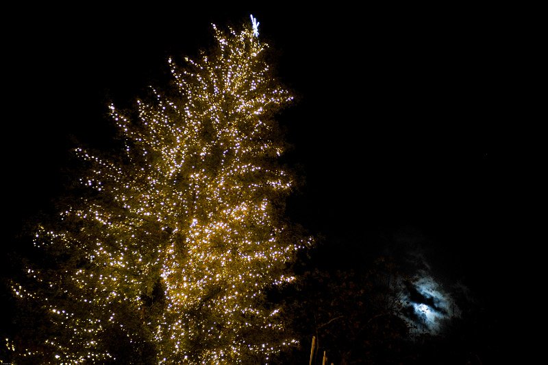 Οντως εντυπωσιακό! Το ψηλότερο φυσικό δέντρο της Ελλάδας στολίστηκε στα Τρίκαλα! [εικόνες] | iefimerida.gr 9