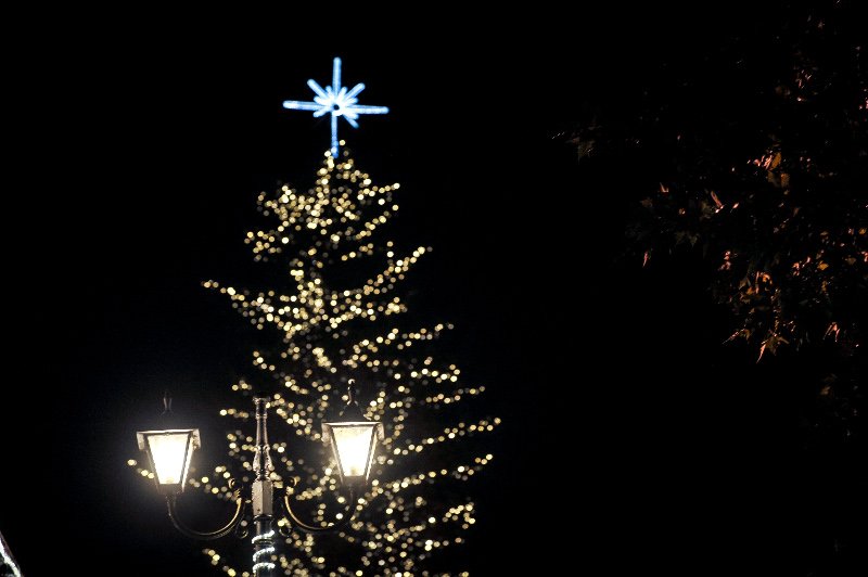 Οντως εντυπωσιακό! Το ψηλότερο φυσικό δέντρο της Ελλάδας στολίστηκε στα Τρίκαλα! [εικόνες] | iefimerida.gr 6