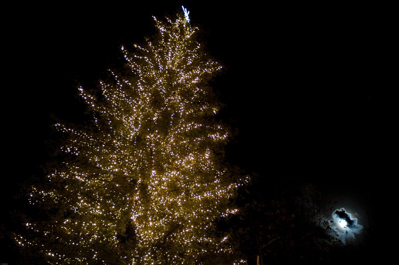 Οντως εντυπωσιακό! Το ψηλότερο φυσικό δέντρο της Ελλάδας στολίστηκε στα Τρίκαλα! [εικόνες] | iefimerida.gr 2