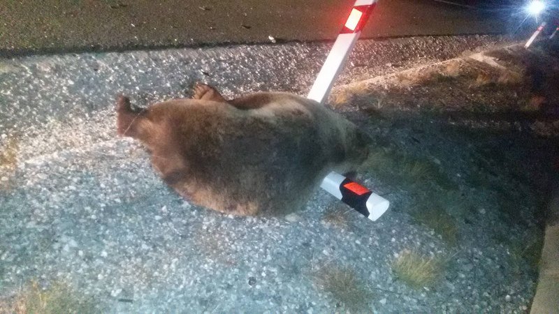 Κοζάνη: Νεκρή αρκούδα σε τροχαίο με φορτηγό [εικόνες] | iefimerida.gr 1