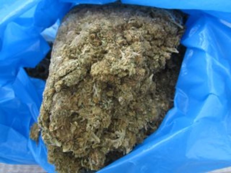 Αίγιο: 41χρονος έθαβε τα ναρκωτικά μέσα στην αυλή του σπιτιού του [εικόνες] | iefimerida.gr 1