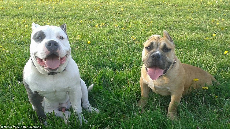 Σκύλος στο Οχάιο βρέθηκε «κατεψυγμένος» στη βεράντα σπιτιού, στους -38 [εικόνες]  | iefimerida.gr 0