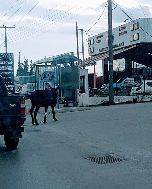 Χαλκίδα: Γάιδαρος έκοβε βόλτες σε κεντρική λεωφόρο [εικόνες] | iefimerida.gr 1