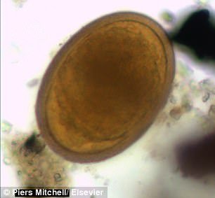 Βρήκαν στην Τζια τα παρασιτικά σκουλήκια του Ιπποκράτη, σε αρχαία κόπρανα [εικόνες] | iefimerida.gr 0