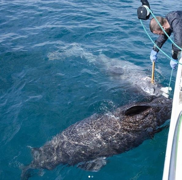 Επιασαν καρχαρία ηλικίας 512 ετών -Είναι μεγαλύτερος από τον Σαίξπηρ [βίντεο] | iefimerida.gr 1