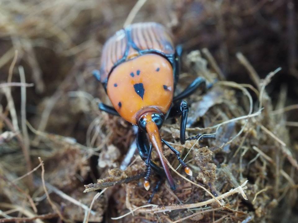 «Απόβαση» κόκκινων σκαθαριών στο κέντρο της Θεσσαλονίκης -Καταστρέφουν φοίνικες [εικόνες] | iefimerida.gr 0