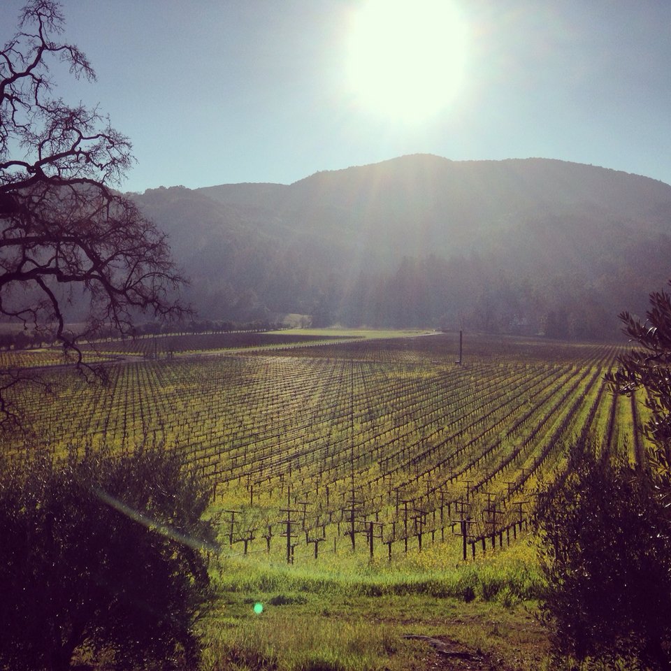 Ο Φράνσις Φορντ Κόπολα εγκατέλειψε τον κινηματογράφο -Παράγει κρασί στην Καλιφόρνια [εικόνες] | iefimerida.gr 4