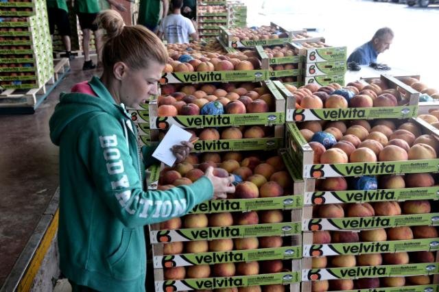 Ευρωπαϊκή αναγνώριση για τα ροδάκινα Βελβεντού -Παράδειγμα σύγχρονης και βιώσιμης γεωργίας | iefimerida.gr 2