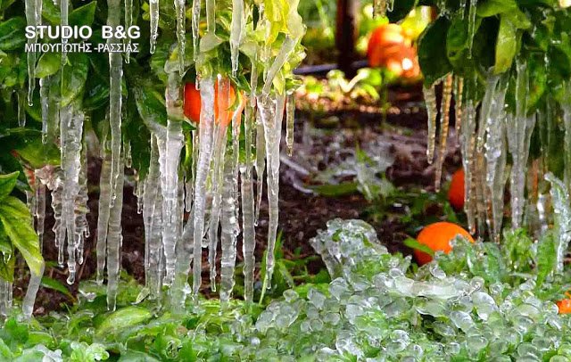 Πάγωσε η Αργολίδα- Εντυπωσιακοί κρύσταλλοι σχηματίστηκαν στους πορτοκαλεώνες [εικόνα] | iefimerida.gr 0