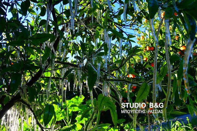 Πάγωσε η Αργολίδα- Εντυπωσιακοί κρύσταλλοι σχηματίστηκαν στους πορτοκαλεώνες [εικόνα] | iefimerida.gr 1