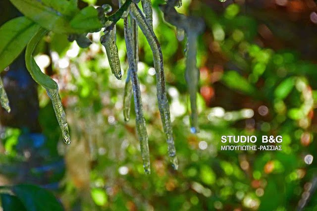 Πάγωσε η Αργολίδα- Εντυπωσιακοί κρύσταλλοι σχηματίστηκαν στους πορτοκαλεώνες [εικόνα] | iefimerida.gr 2