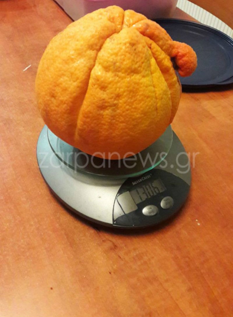 Πορτοκάλι – γίγας για ρεκόρ Γκίνες σε περιβόλι των Χανίων [εικόνες] | iefimerida.gr 0