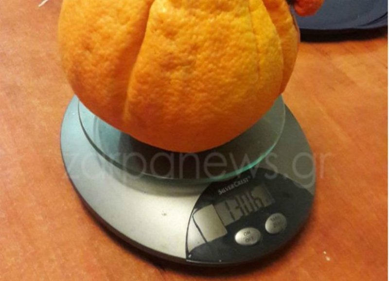 Πορτοκάλι – γίγας για ρεκόρ Γκίνες σε περιβόλι των Χανίων [εικόνες] | iefimerida.gr 1