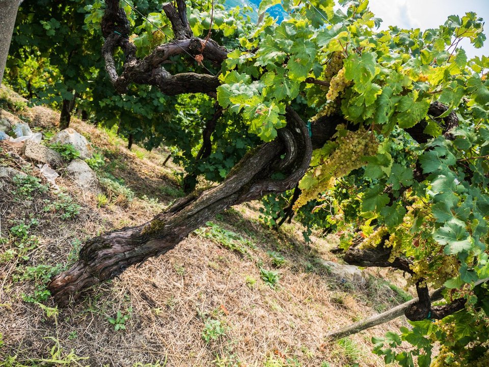 Prosecco, η σαμπάνια του φτωχού για τις γιορτές [εικόνες] | iefimerida.gr 11