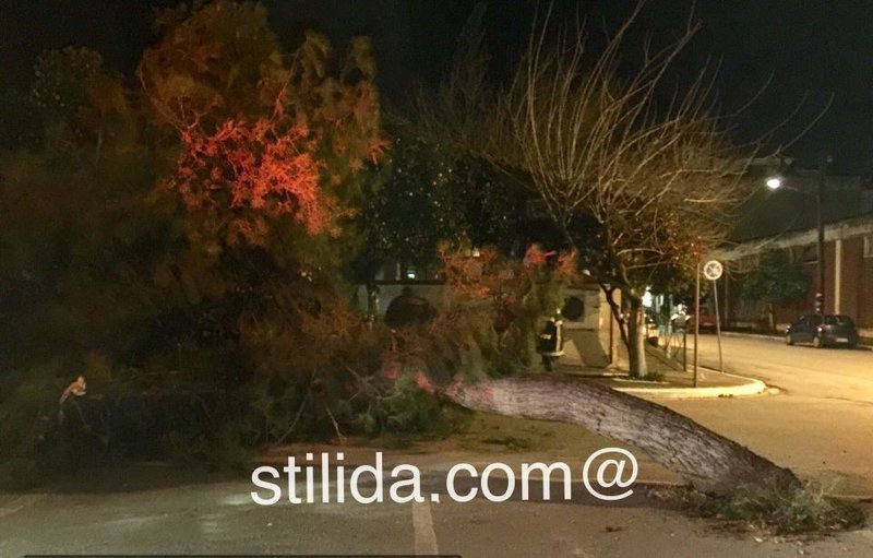 Στυλίδα: Δέντρο ξεριζώθηκε και έπεσε πάνω σε αυτοκίνητο [εικόνες] | iefimerida.gr 1