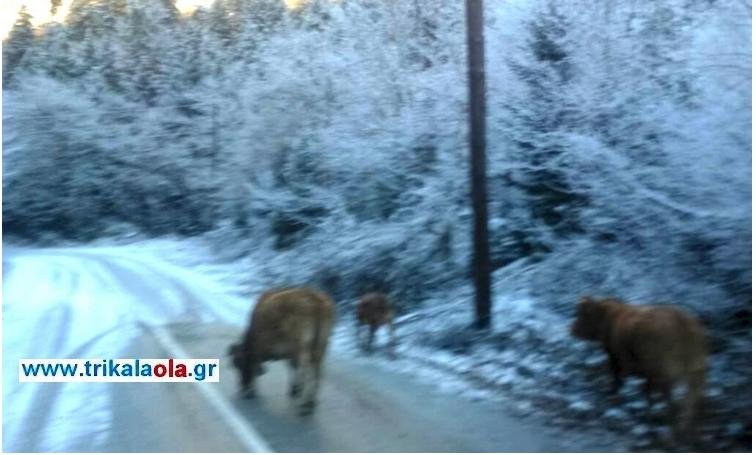 Οι viral φωτογραφίες από τα Τρίκαλα -Αγελάδες τρώνε το αλάτι που ρίχνουν στους χιονισμένους δρόμους | iefimerida.gr 1