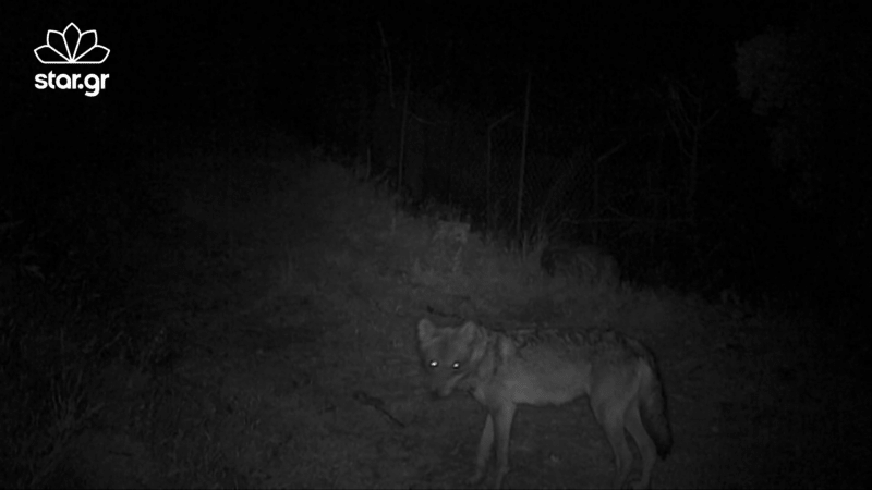Κατέγραψαν λύκο στο Κρυονέρι -Κατέβηκε από την Πάρνηθα [εικόνες] | iefimerida.gr 1