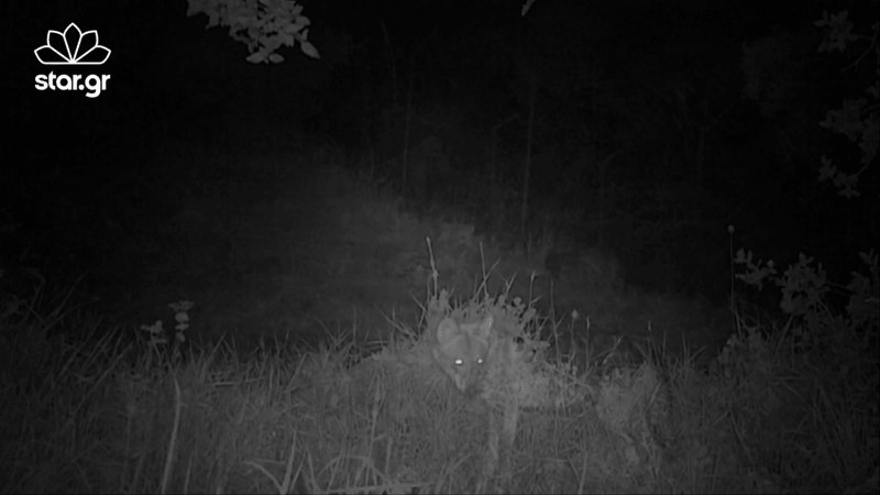 Κατέγραψαν λύκο στο Κρυονέρι -Κατέβηκε από την Πάρνηθα [εικόνες] | iefimerida.gr 0