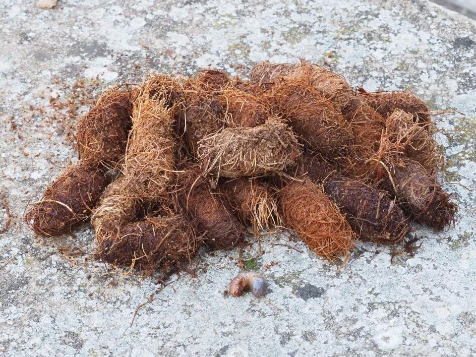 «Απόβαση» κόκκινων σκαθαριών στο κέντρο της Θεσσαλονίκης -Καταστρέφουν φοίνικες [εικόνες] | iefimerida.gr 1