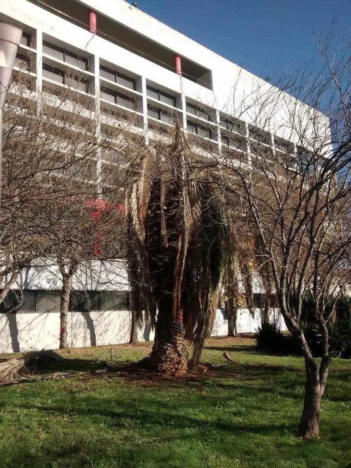 «Απόβαση» κόκκινων σκαθαριών στο κέντρο της Θεσσαλονίκης -Καταστρέφουν φοίνικες [εικόνες] | iefimerida.gr 2