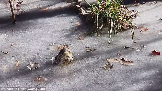 Σπάνιο βίντεο: Πώς επιβιώνουν οι αλιγάτορες όταν παγώνει μία λίμνη [εικόνες] | iefimerida.gr 1