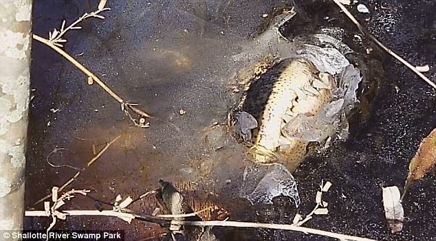 Σπάνιο βίντεο: Πώς επιβιώνουν οι αλιγάτορες όταν παγώνει μία λίμνη [εικόνες] | iefimerida.gr 0