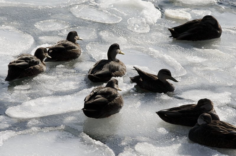 Xάος στις ΗΠΑ από την κακοκαιρία: Το κύμα του χιονιά πάγωσε τα πάντα [εικόνες] | iefimerida.gr 17