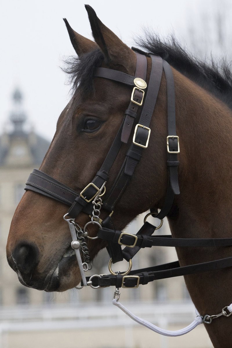 Σε καραντίνα το άλογο που δώρισε ο Μακρόν στον Κινέζο ομόλογό του [εικόνες] | iefimerida.gr 1