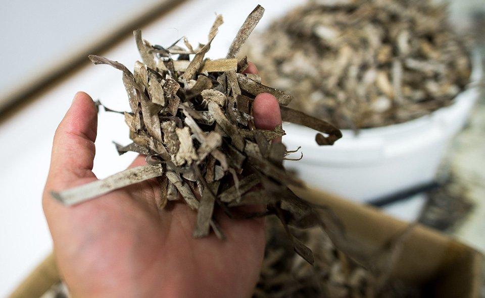 Ο 24χρονος Ελληνας που μπήκε στη λίστα του Forbes -Φτιάχνει είδη πολυτελείας με φύκια [εικόνες] | iefimerida.gr 0