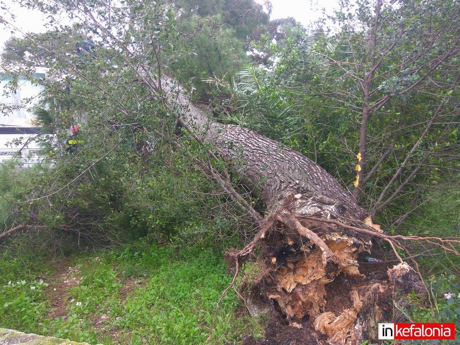Κεφαλονιά: Επεσε δέντρο επάνω σε λεωφορείο [εικόνες]  | iefimerida.gr 3