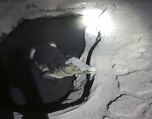 Ρωσία: Η αστυνομία έψαχνε για όπλα σε σπίτι, βρήκε κροκόδειλο στο υπόγειο [εικόνα] | iefimerida.gr 0