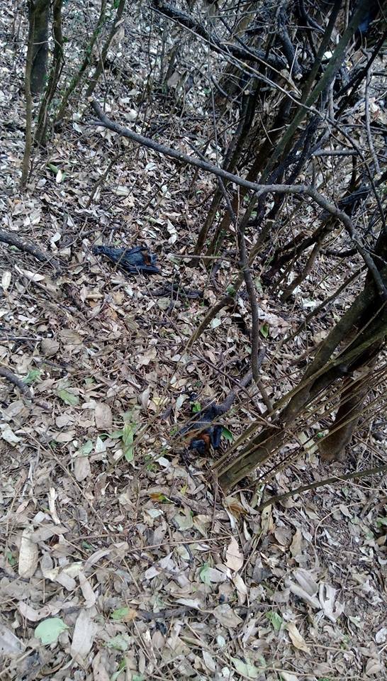 Εκατοντάδες νυχτερίδες νεκρές λόγω καύσωνα στην Αυστραλία -Εβρασε ο εγκέφαλός τους, λένε οι ειδικοί [εικόνες] | iefimerida.gr 3