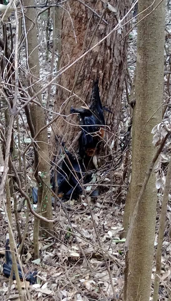 Εκατοντάδες νυχτερίδες νεκρές λόγω καύσωνα στην Αυστραλία -Εβρασε ο εγκέφαλός τους, λένε οι ειδικοί [εικόνες] | iefimerida.gr 1