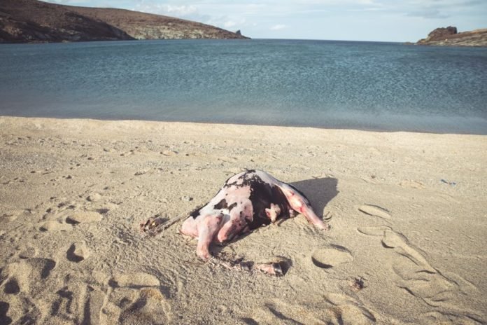 Μυστήριο με αγελάδες και ταύρους που ξεβράζει η θάλασσα σε νησιά των Κυκλάδων [εικόνες] | iefimerida.gr 1