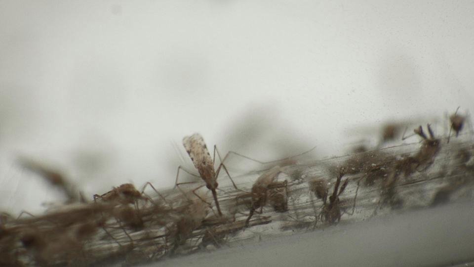 Ο Ντέιβιντ Μπέκαμ μπήκε σε κουτί με 10.000 κουνούπια! [εικόνες & βίντεο]  | iefimerida.gr 1