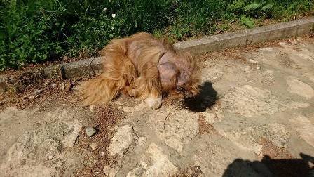 Η εντυπωσιακή μεταμόρφωση ενός σκύλου -Από ετοιμοθάνατο αδέσποτο σε όμορφο λούτρινο [εικόνες] | iefimerida.gr 0