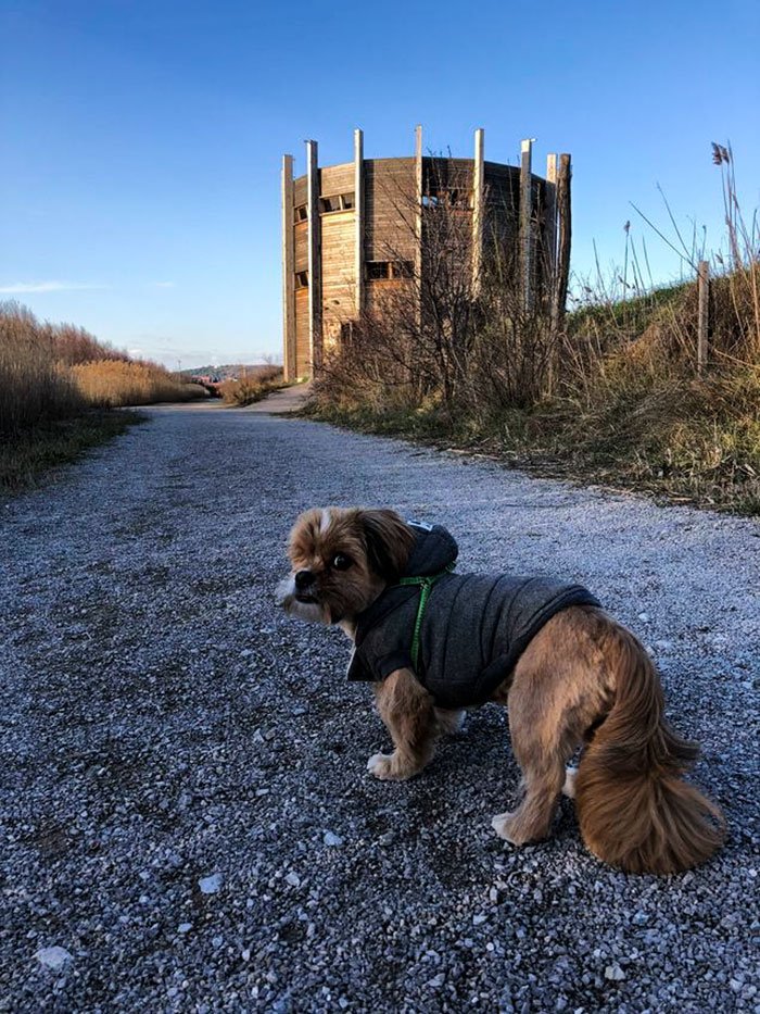 Η εντυπωσιακή μεταμόρφωση ενός σκύλου -Από ετοιμοθάνατο αδέσποτο σε όμορφο λούτρινο [εικόνες] | iefimerida.gr 6