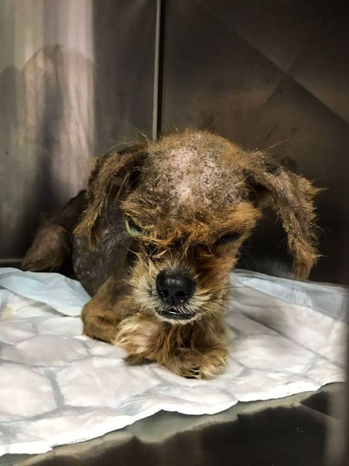 Η εντυπωσιακή μεταμόρφωση ενός σκύλου -Από ετοιμοθάνατο αδέσποτο σε όμορφο λούτρινο [εικόνες] | iefimerida.gr 2