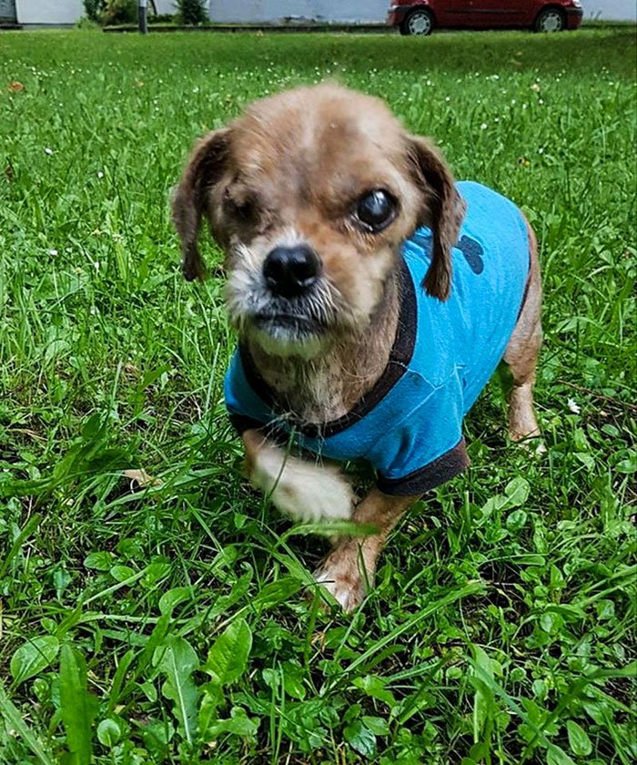 Η εντυπωσιακή μεταμόρφωση ενός σκύλου -Από ετοιμοθάνατο αδέσποτο σε όμορφο λούτρινο [εικόνες] | iefimerida.gr 3